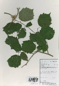 Corylus sieboldiana var. mandshurica image