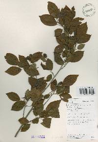 Alnus japonica image