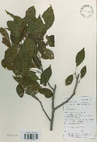 Alnus japonica image