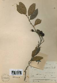 Alnus japonica image