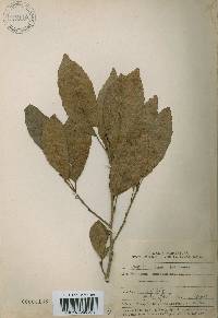 Alnus japonica image