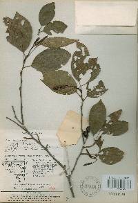 Alnus japonica image