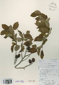 Alnus japonica image