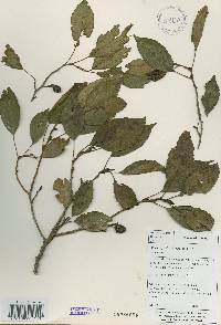 Alnus japonica image