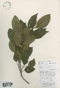 Alnus japonica image