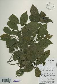 Alnus japonica image