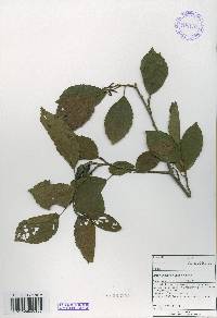 Alnus japonica image