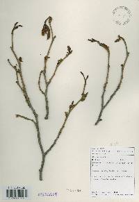 Alnus japonica image