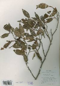 Alnus japonica image