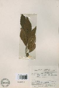 Alnus japonica image