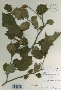 Corylus sieboldiana var. mandshurica image