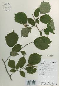 Corylus sieboldiana var. mandshurica image