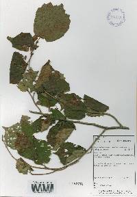 Corylus sieboldiana var. mandshurica image