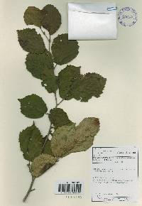 Corylus sieboldiana var. mandshurica image