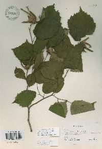 Corylus sieboldiana var. mandshurica image