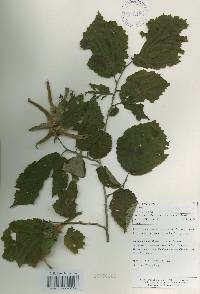 Corylus sieboldiana var. mandshurica image