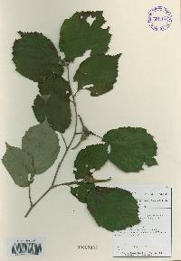 Corylus sieboldiana var. mandshurica image