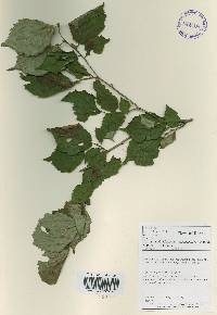 Corylus sieboldiana var. mandshurica image