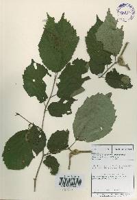 Corylus sieboldiana var. mandshurica image