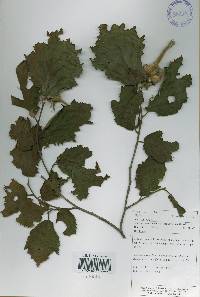 Corylus sieboldiana var. mandshurica image