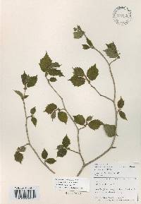 Corylus sieboldiana var. mandshurica image