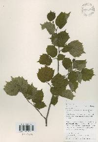 Corylus sieboldiana var. mandshurica image