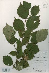 Corylus sieboldiana var. mandshurica image