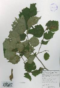 Corylus sieboldiana var. mandshurica image