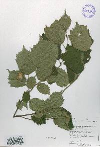 Corylus sieboldiana var. mandshurica image