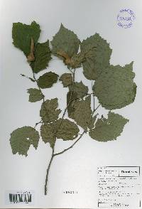 Corylus sieboldiana var. mandshurica image