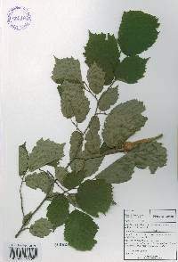 Corylus sieboldiana var. mandshurica image