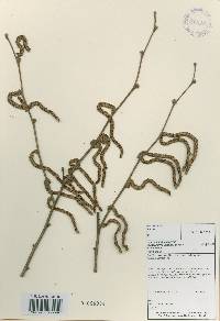 Corylus sieboldiana var. mandshurica image