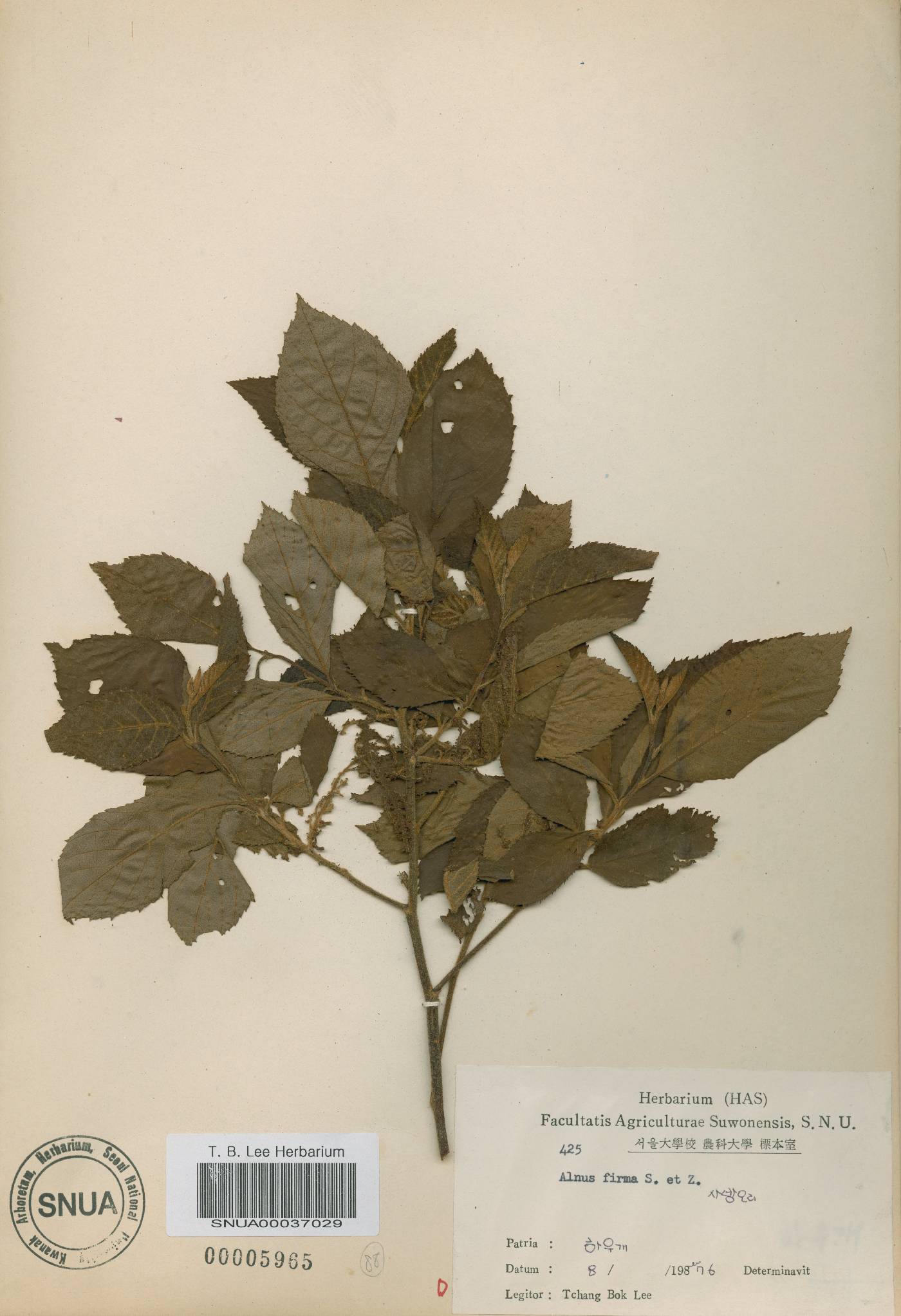 Alnus firma image