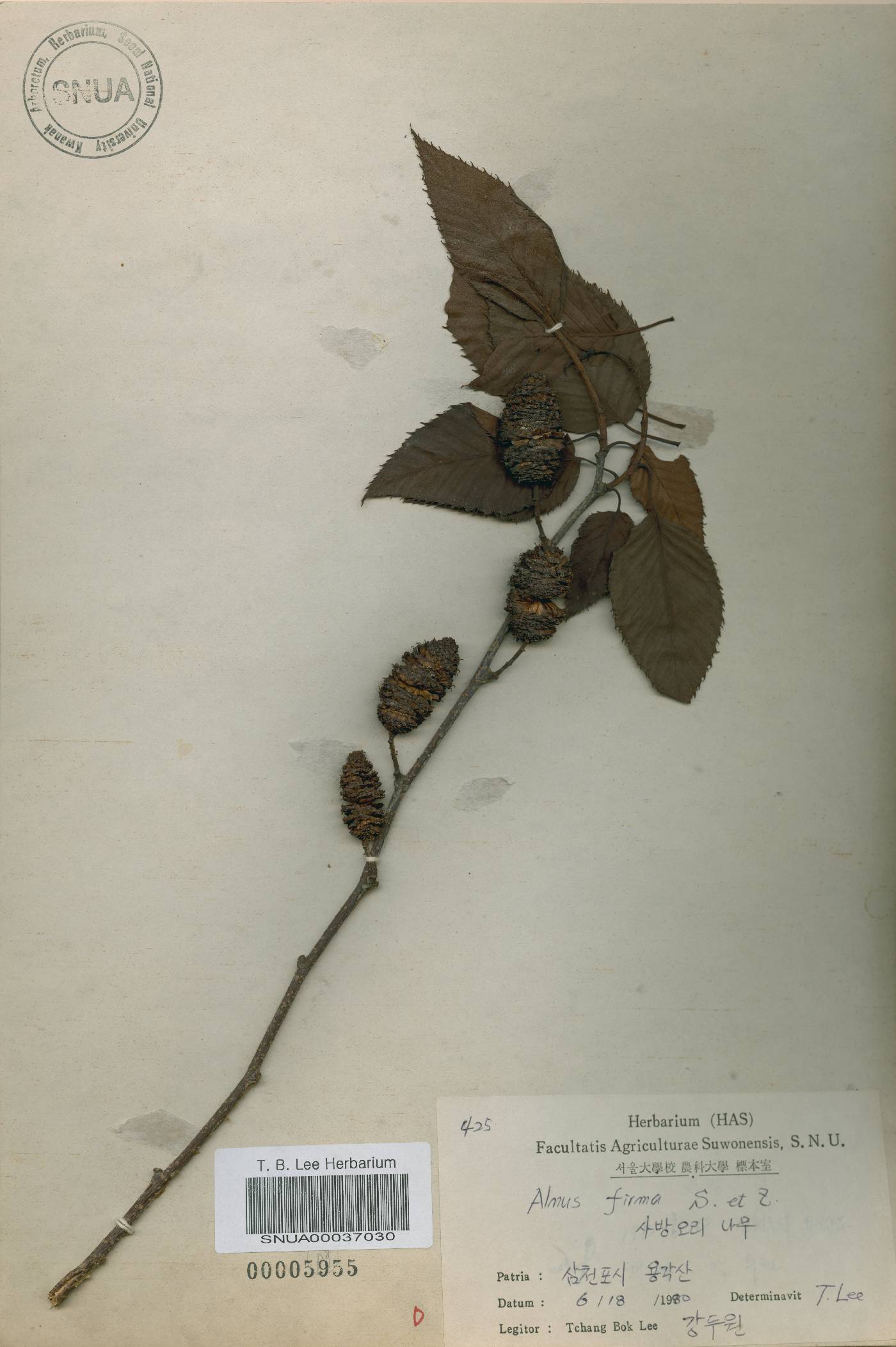 Alnus firma image