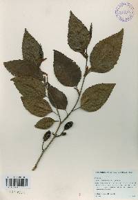 Alnus firma image