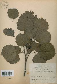 Alnus incana image