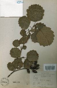 Alnus incana image