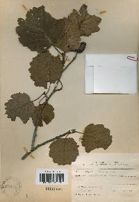 Alnus incana image