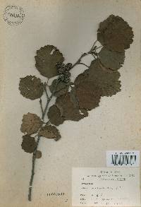 Alnus incana image