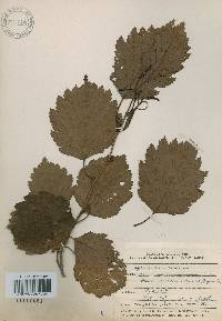 Corylus heterophylla image