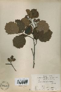 Corylus heterophylla image