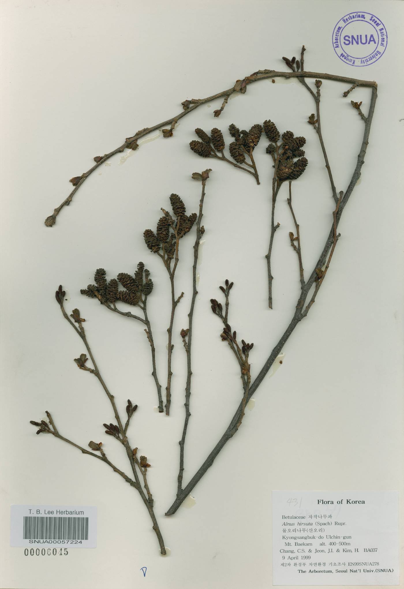 Corylus heterophylla image