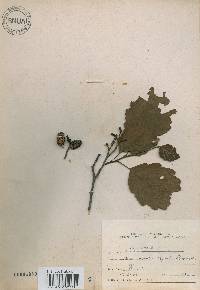 Alnus incana image