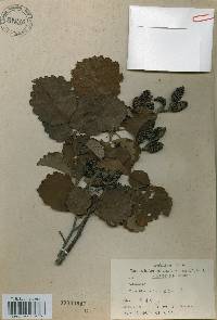 Alnus incana image