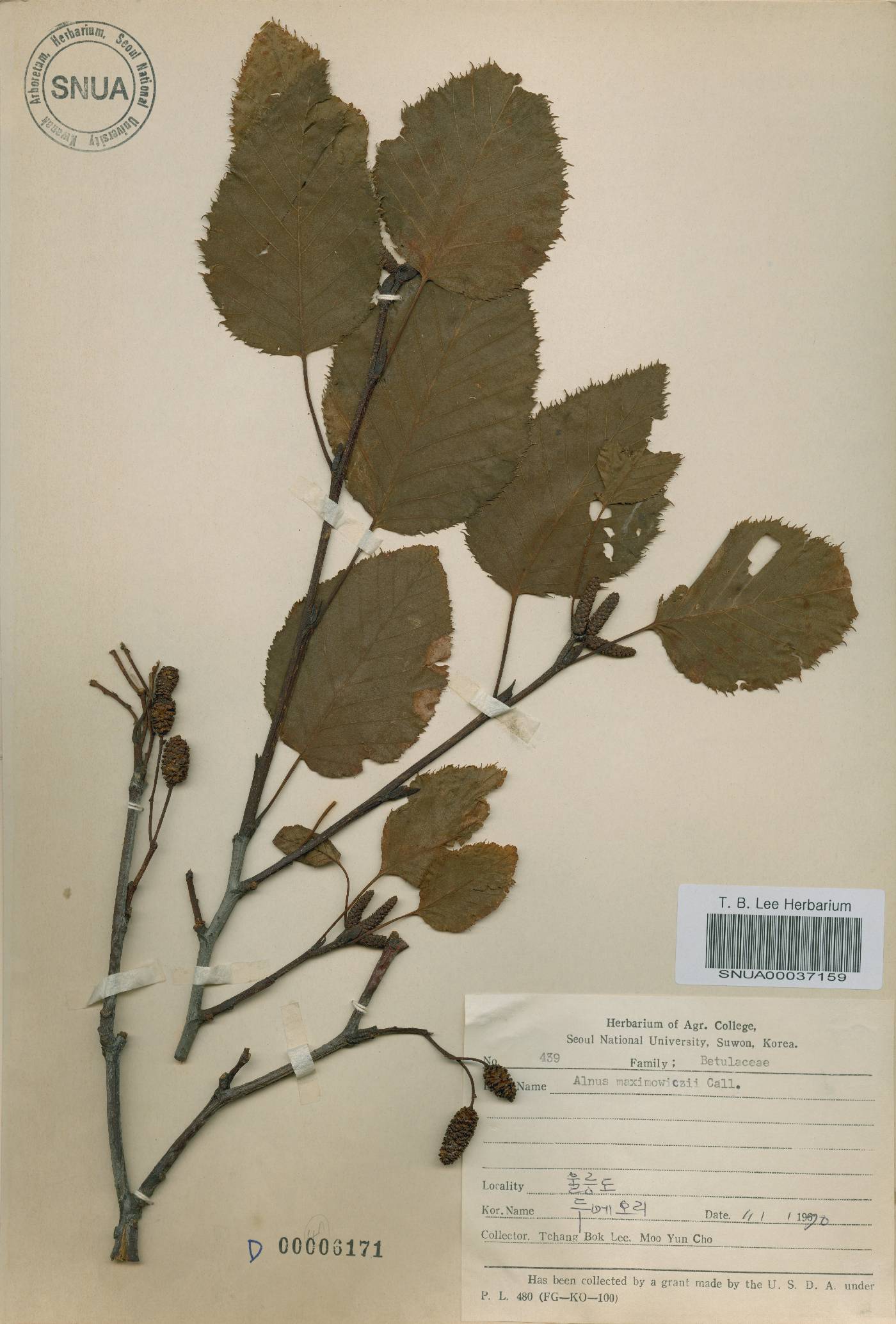 Alnus alnobetula image