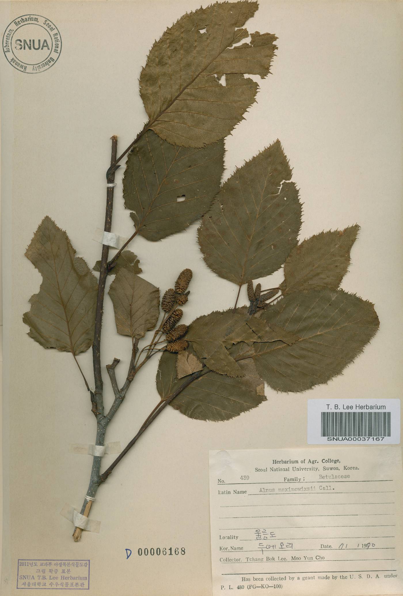 Alnus alnobetula subsp. fruticosa image