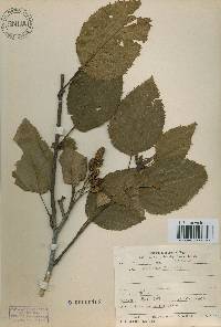 Alnus alnobetula image