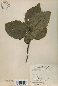 Alnus alnobetula image