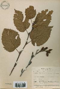 Alnus alnobetula image