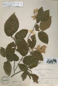 Carpinus cordata image